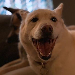 Meet your Posher, Joshua